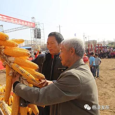 (种菜建房子的游戏)“种菜建家园的游戏：打造自己的绿色乐园，享受农耕乐趣”